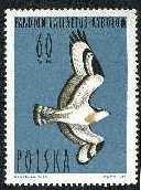 Pandion Haliaetus - Rybow (1)